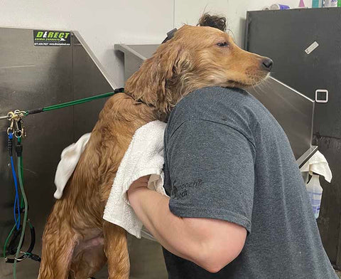 Owner calming an anxious dog before a grooming session