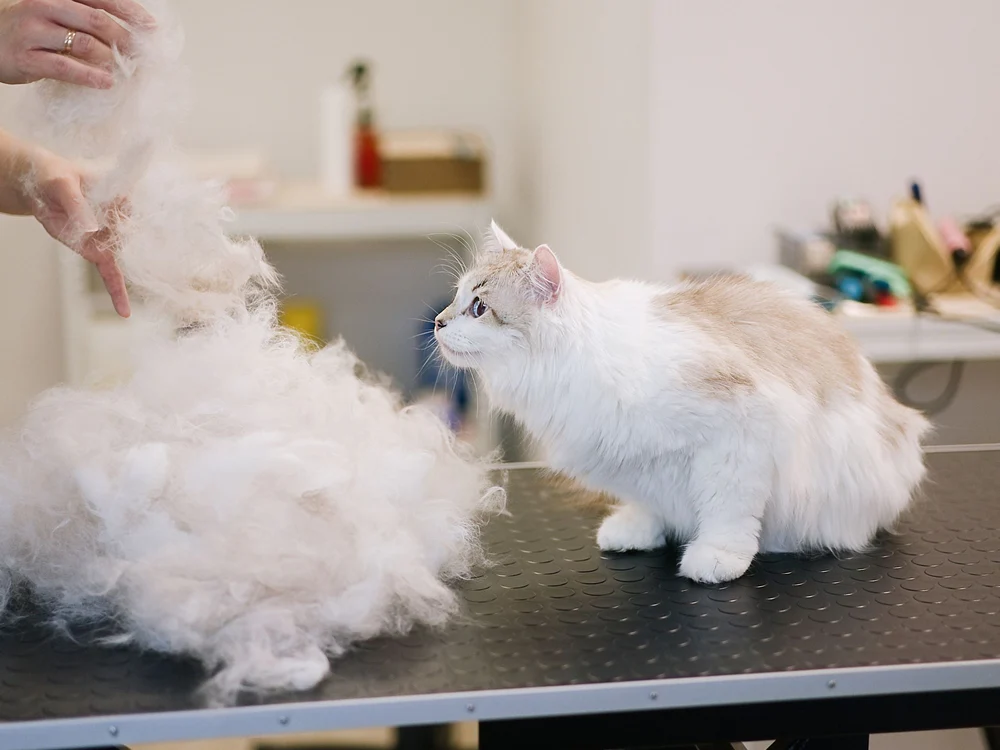 A long-haired cat during a calm grooming session at MyKindCoats