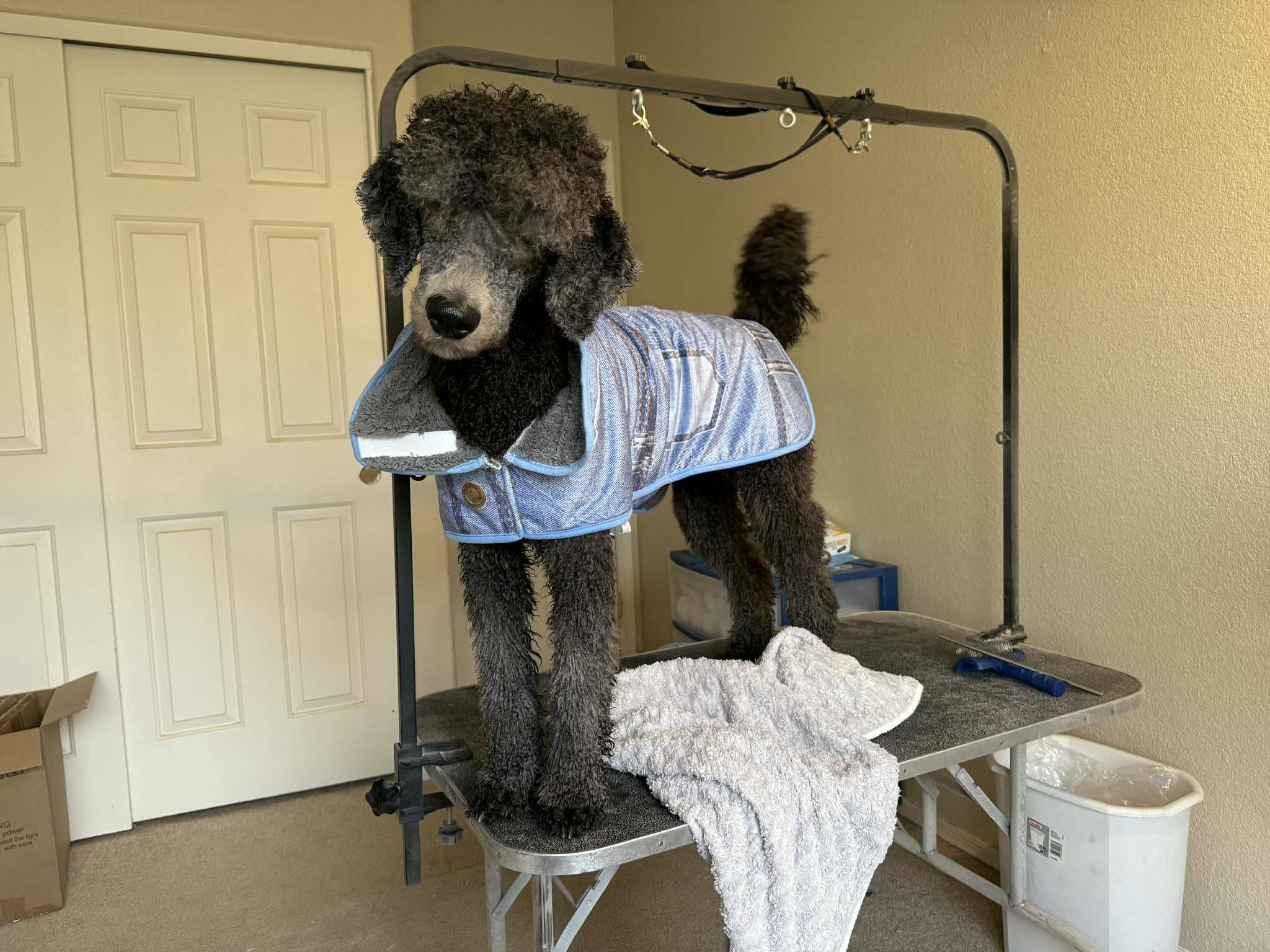 A Poodle mid-groom, illustrating coat care frequency at MyKindCoats studio