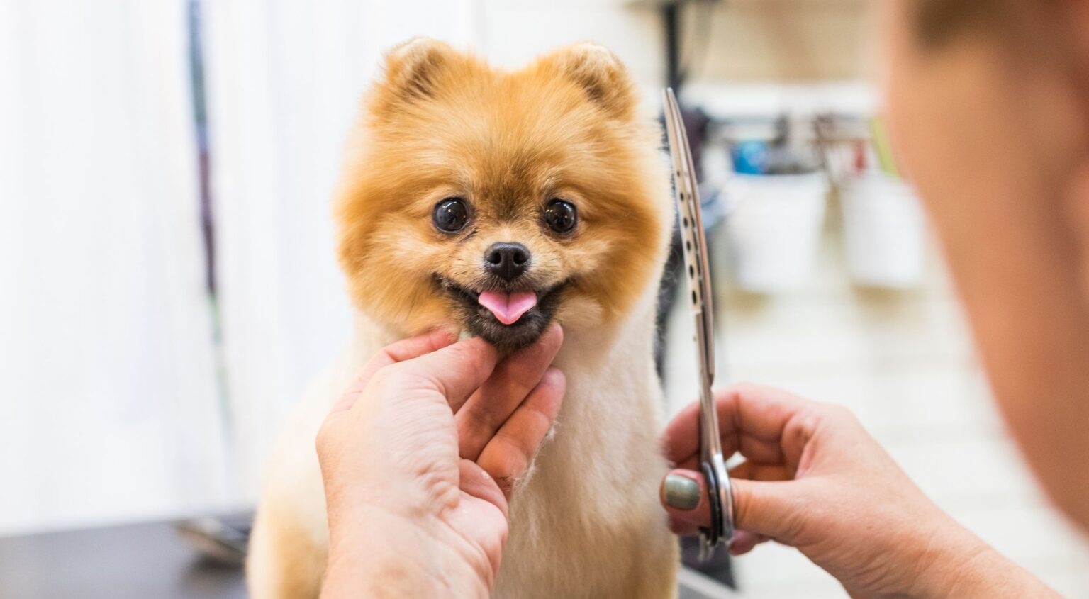 A puppy having its very first gentle grooming session