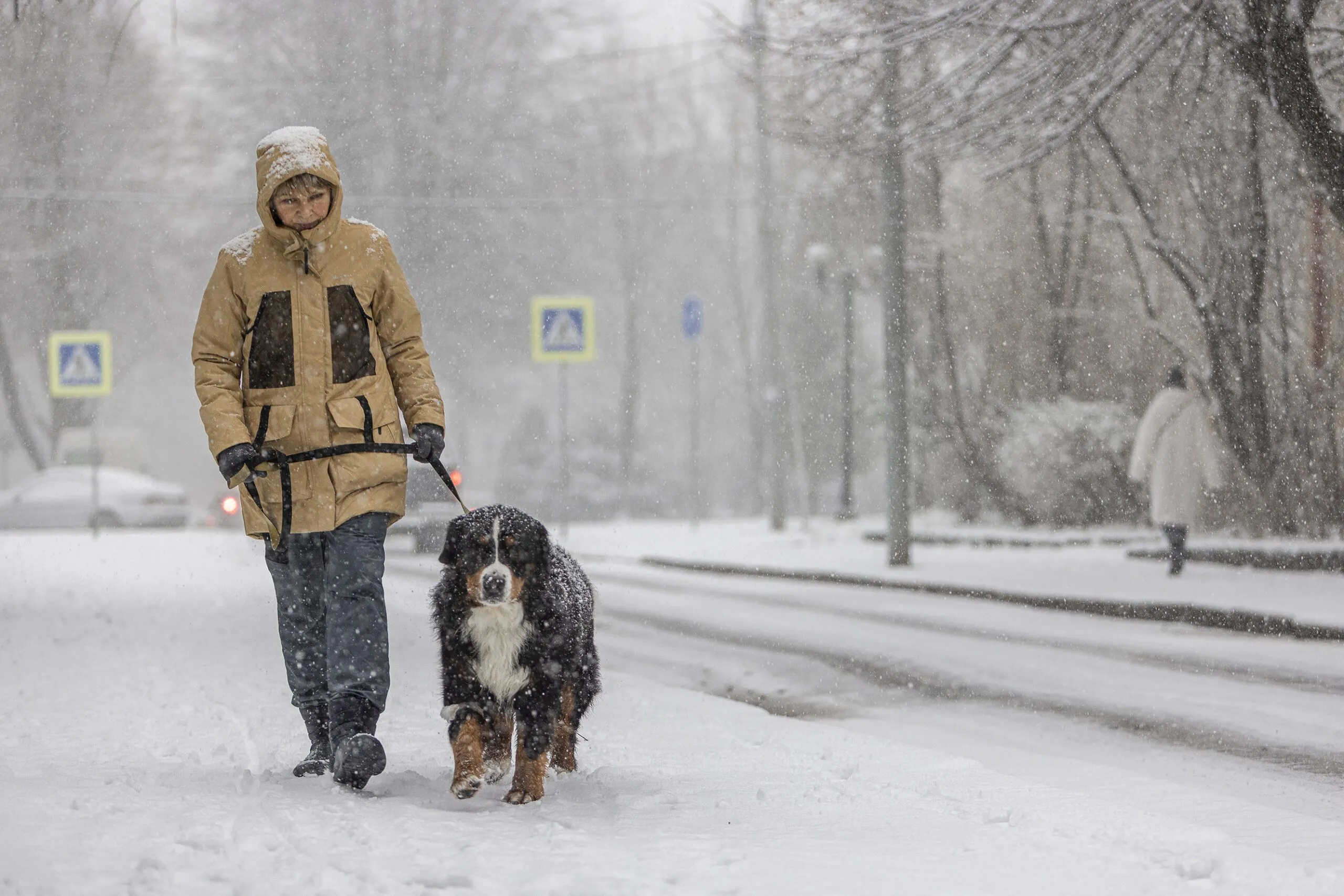 Dog walking through snowy Berlin street with salt-covered pavement