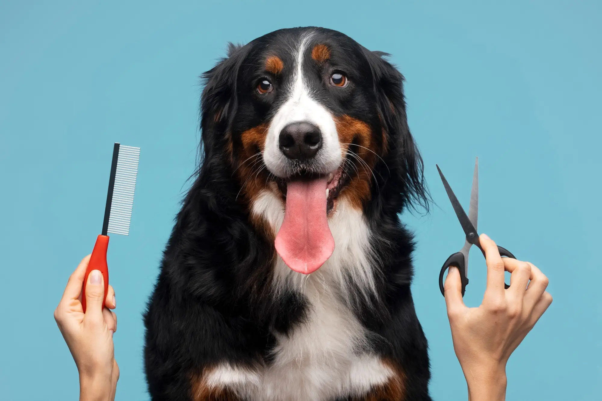 A dog being carefully groomed at MyKindCoats studio in Prenzlauer Berg, Berlin